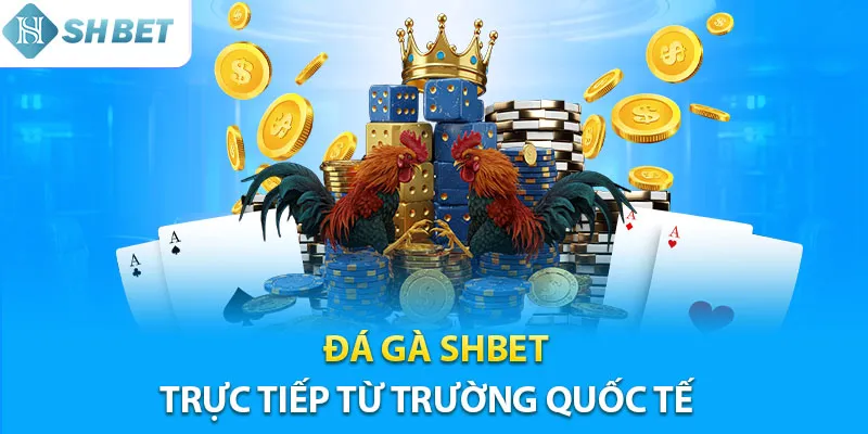 Trực tiếp đá gà Shbet chuẩn HD từ trường đấu quốc tế